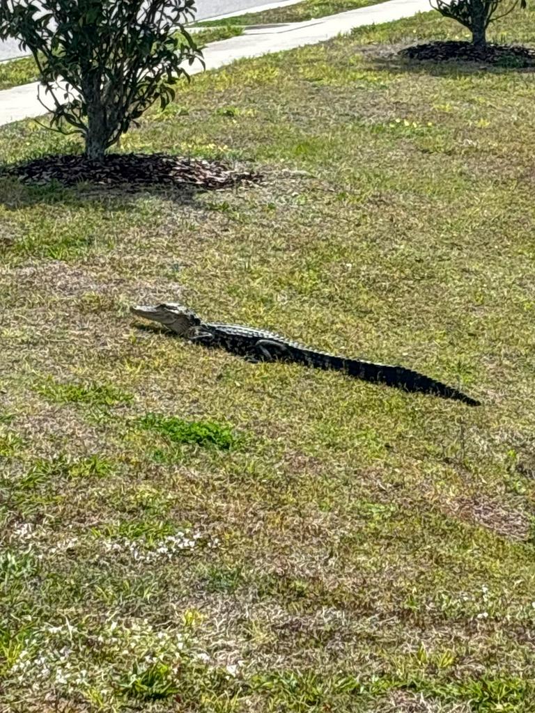 Cold beer glass with palm leaves